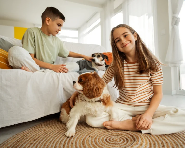 automatic cat feeder with camera