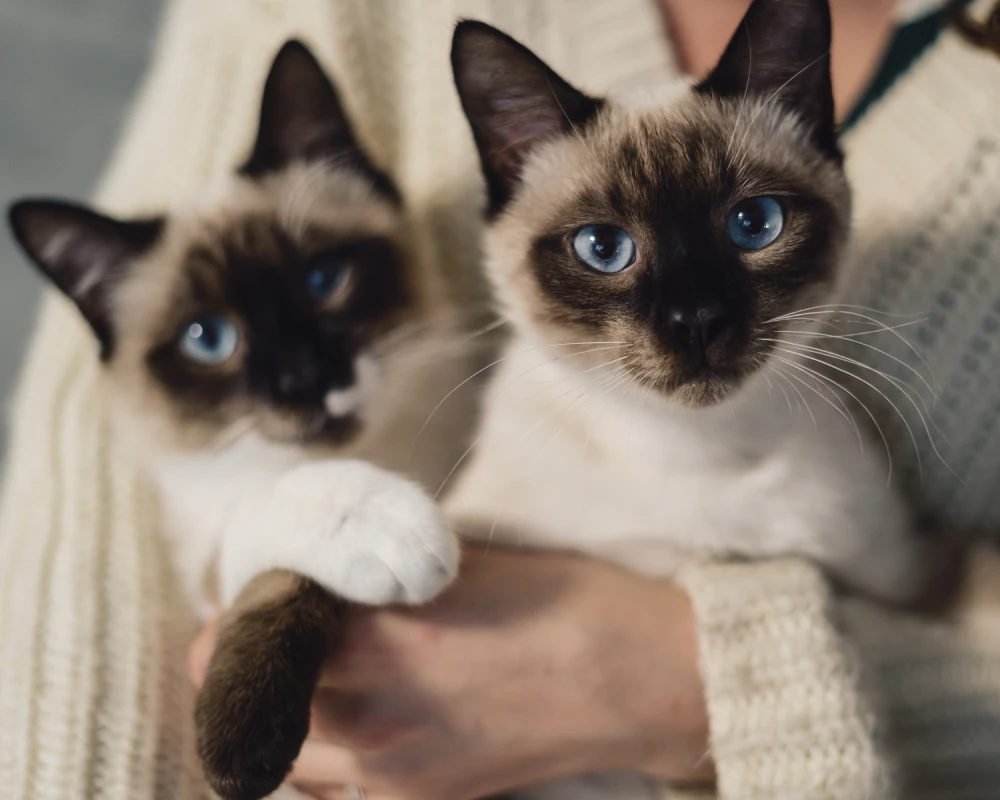 pet water and food dispenser