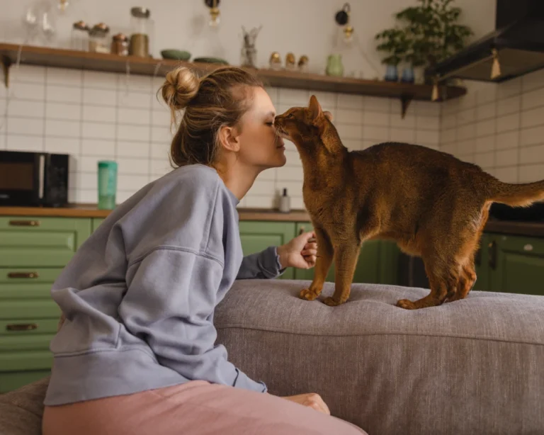 best automatic pet feeder for cats